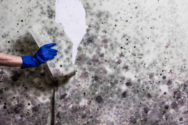 Best Localized Mold Remediation (e.g., coastal areas, humid climates) in Jonesboro, AR
